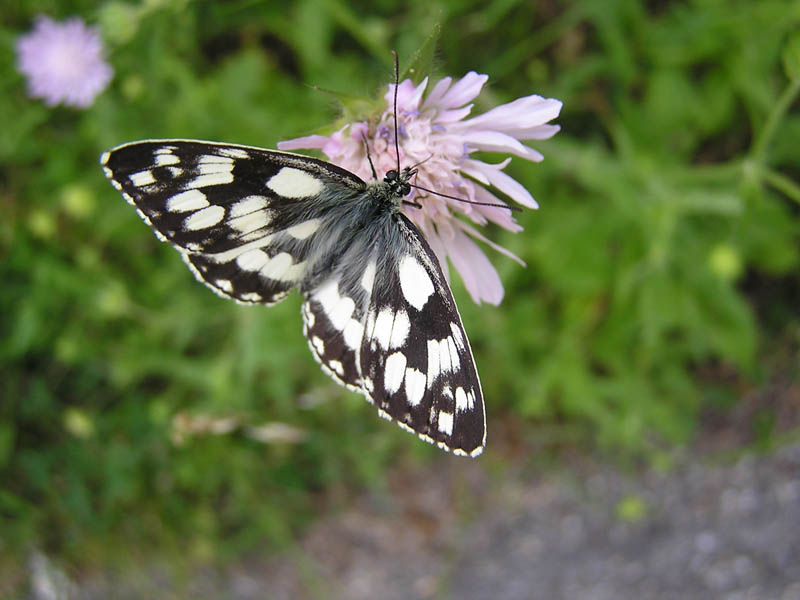 Melanargia galathea